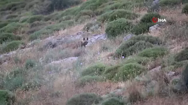 Hatay dağ ceylanı ve nesli tehlike altında olan çizgili sırtlan böyle görüntülendi Hatay dağ ceylanı ve nesli tehlike altında olan çizgili sırtlan böyle görüntülendi