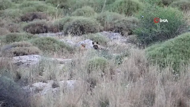 Hatay dağ ceylanı ve nesli tehlike altında olan çizgili sırtlan böyle görüntülendi Hatay dağ ceylanı ve nesli tehlike altında olan çizgili sırtlan böyle görüntülendi