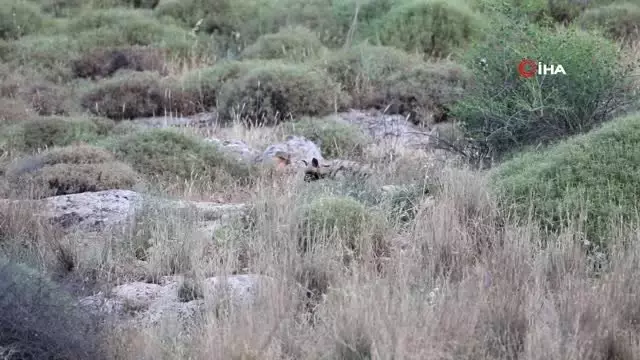 Hatay dağ ceylanı ve nesli tehlike altında olan çizgili sırtlan böyle görüntülendi Hatay dağ ceylanı ve nesli tehlike altında olan çizgili sırtlan böyle görüntülendi
