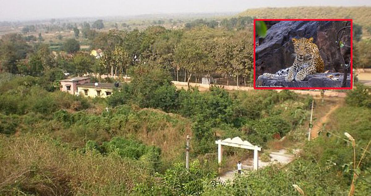 Hindistan'da leoparın saldırısına uğrayan 9 aylık bebek feci şekilde hayatını kaybetti