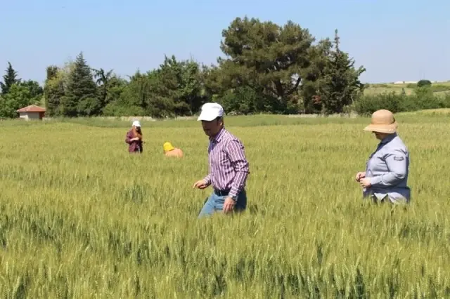 Kırklareli'de süne ile mücadele çalışmaları