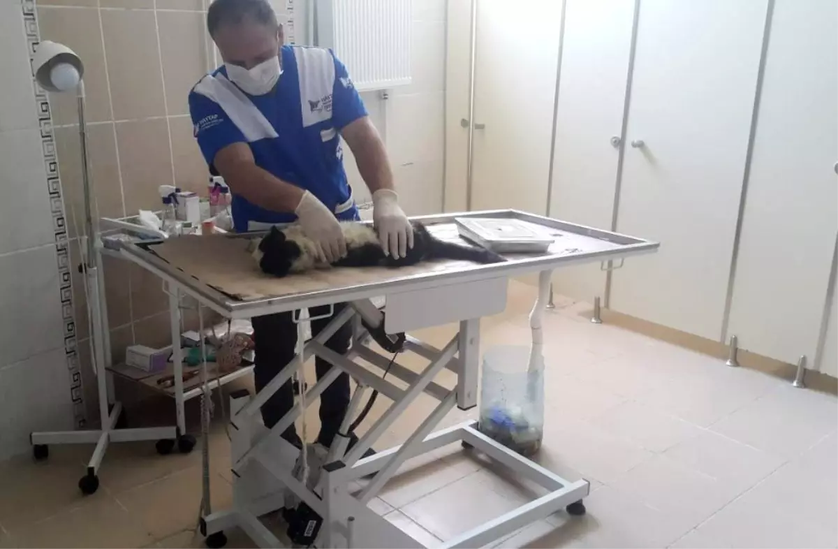 Veteriner ekipleri iki yaralı kediyi kurtardı