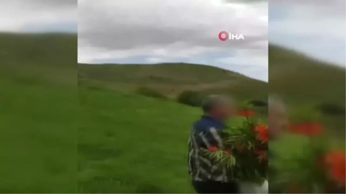 60 bin TL cezası olan laleleri koparıp götürdüler