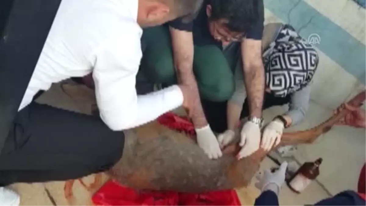 Hastane personeli yaralı karaca için seferber oldu