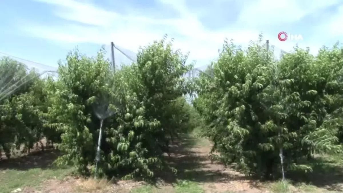 İnşaat sektöründen ayrıldı, nektarin bahçesi kurdu