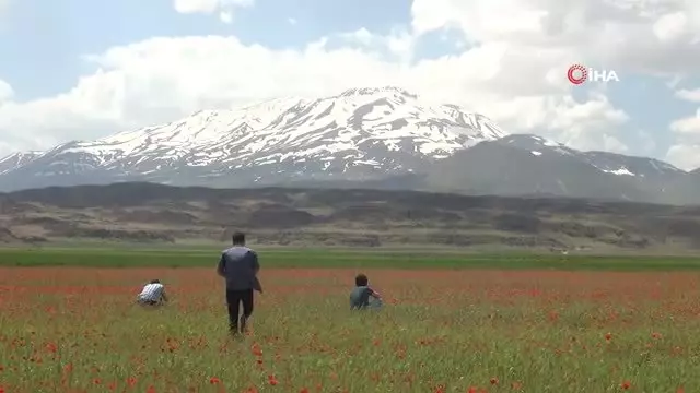 Suphan Dagi Ve Gelincik Ciceklerinin Muhtesem Manzarasi Boyle Goruntulendi Haberler Yerel