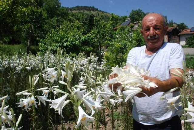 Hobi olarak Akzambak yetiştirmeye başladı, taleplere yetişemiyor