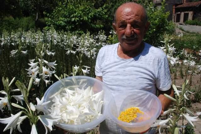 Hobi olarak Akzambak yetiştirmeye başladı, taleplere yetişemiyor