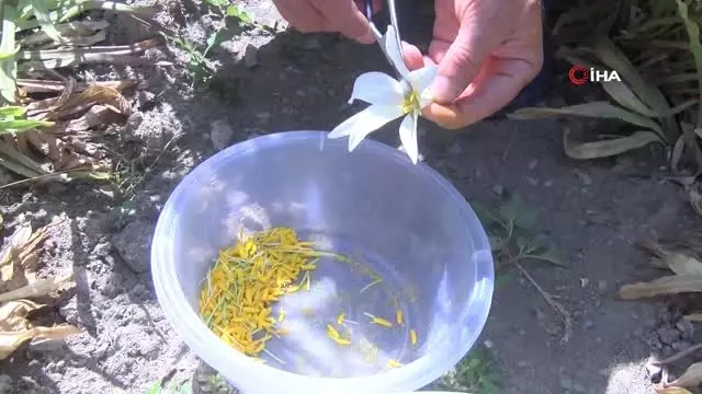 Hobi olarak Akzambak yetiştirmeye başladı, taleplere yetişemiyor Hobi olarak Akzambak yetiştirmeye başladı, taleplere yetişemiyor