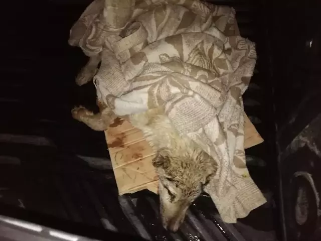 Otomobilin Çarpıp Kaçtığı Yaralı Köpeğe Pınarbaşı Belediyesi Sahip Çıktı Otomobilin Çarpıp Kaçtığı Yaralı Köpeğe Pınarbaşı Belediyesi Sahip Çıktı
