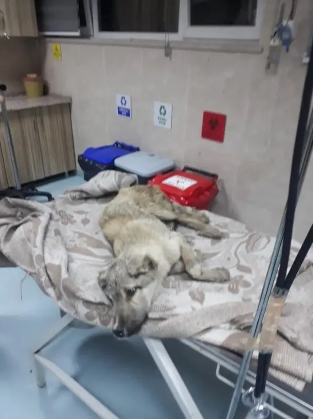 Otomobilin Çarpıp Kaçtığı Yaralı Köpeğe Pınarbaşı Belediyesi Sahip Çıktı Otomobilin Çarpıp Kaçtığı Yaralı Köpeğe Pınarbaşı Belediyesi Sahip Çıktı