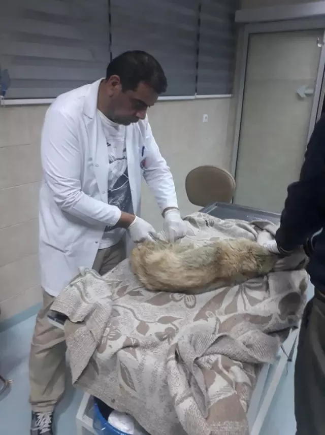 Otomobilin Çarpıp Kaçtığı Yaralı Köpeğe Pınarbaşı Belediyesi Sahip Çıktı Otomobilin Çarpıp Kaçtığı Yaralı Köpeğe Pınarbaşı Belediyesi Sahip Çıktı