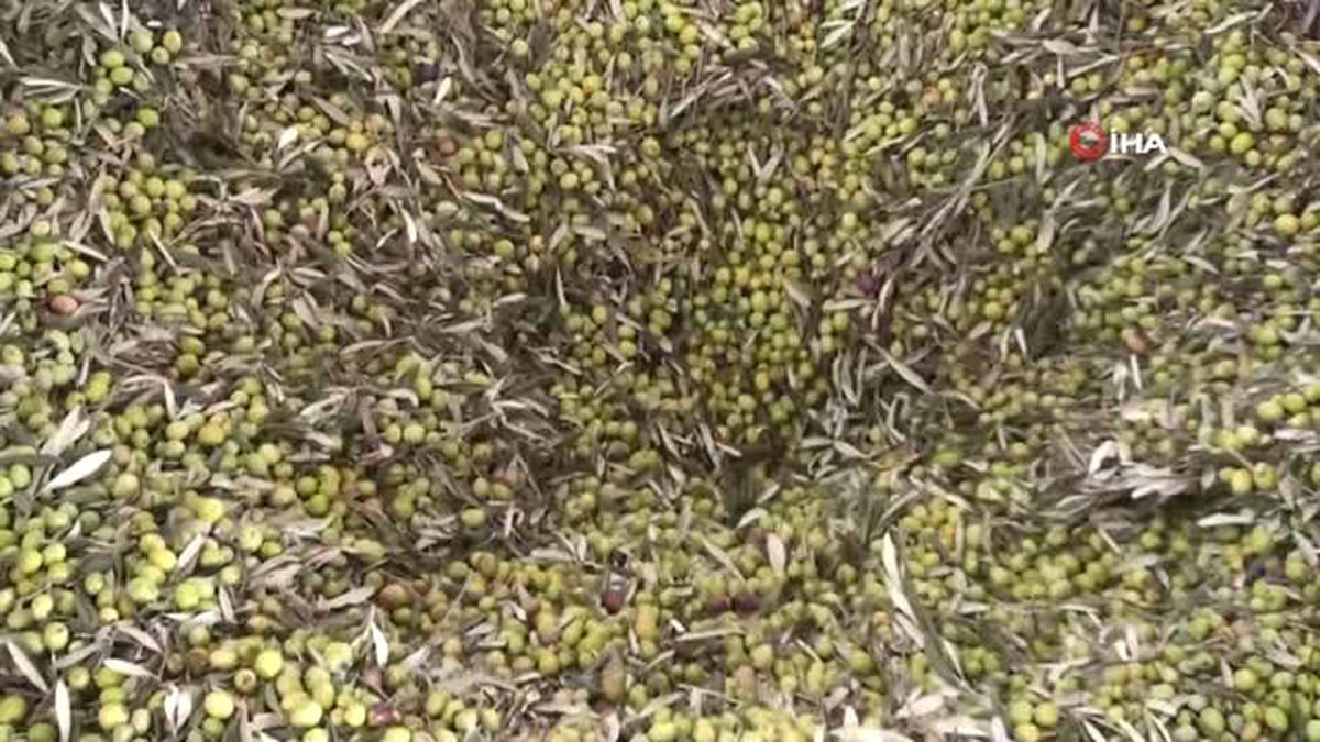 Coğrafi işaretli Ayvalık zeytinyağı AB tescili yolunda