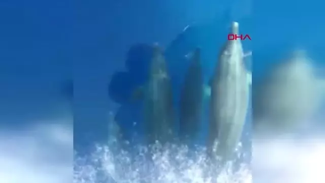 MUĞLA Datçalı kaptan, Yunuslarla yarıştı