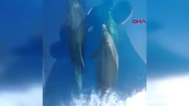 MUĞLA Datçalı kaptan, Yunuslarla yarıştı