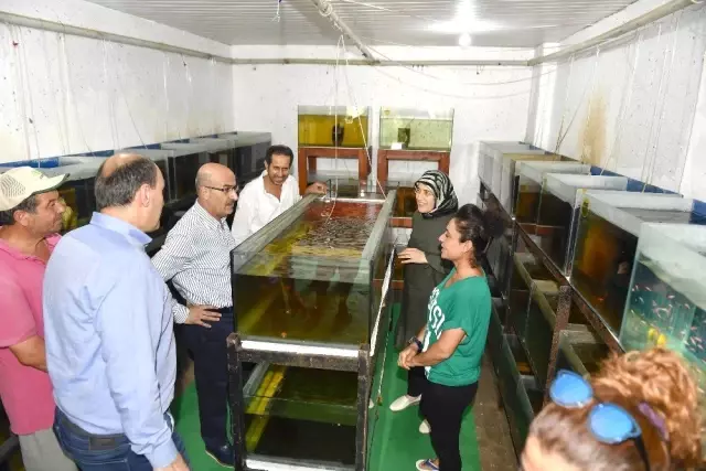 Adana'da tarımsal ürün çeşitliliği artıyor