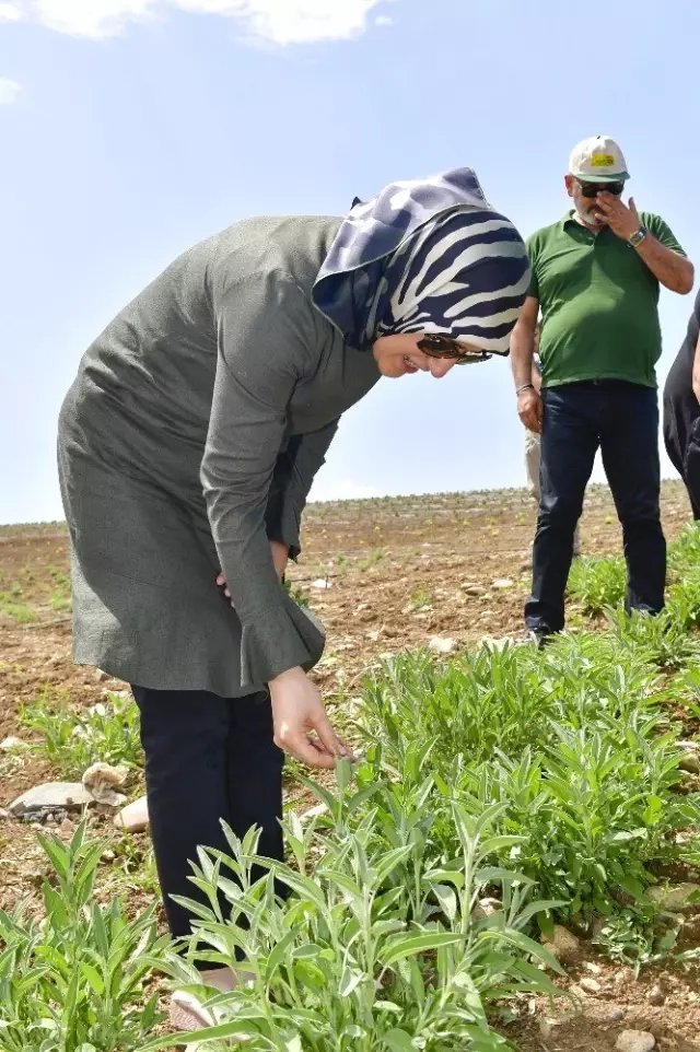 Adana'da tarımsal ürün çeşitliliği artıyor