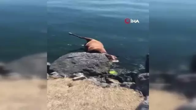 Pendik sahiline vuran ölü at görenleri şaşkına çevirdi