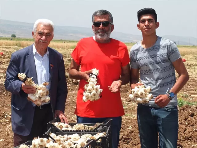 Sarımsak üreticilerinden şehit ailelerine destek Sarımsak üreticilerinden şehit ailelerine destek