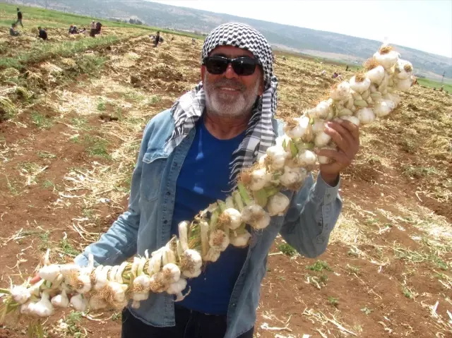 Sarımsak üreticilerinden şehit ailelerine destek Sarımsak üreticilerinden şehit ailelerine destek