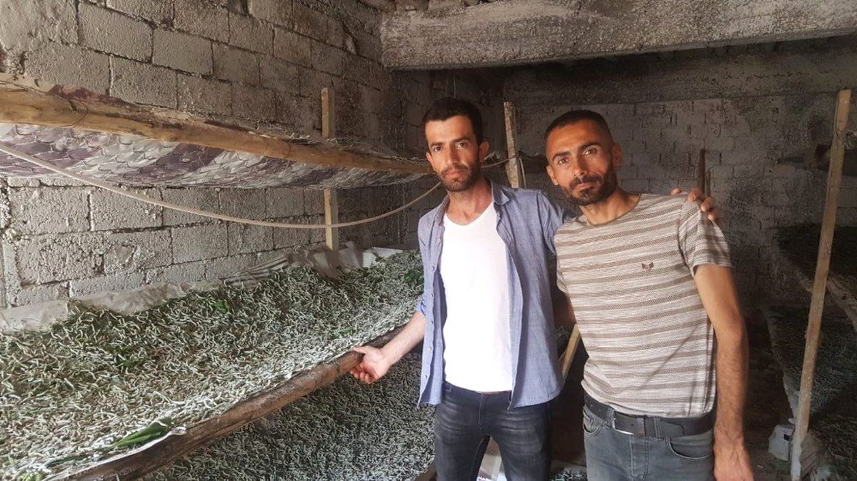 Sason'da ipek böceği yetiştiriciliği yaygınlaşıyor