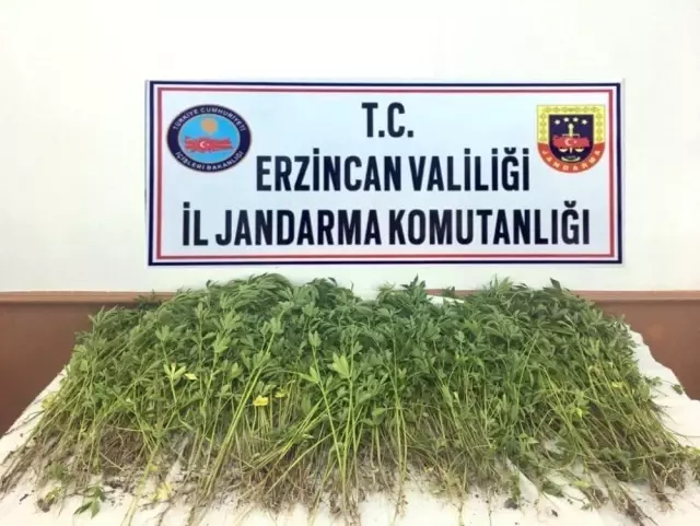 Erzincan'da kök kenevir bitkisi ele geçirildi