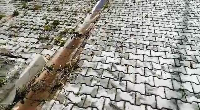 Diyarbakır'da bir kişi, sıcaktan bunalan kaplumbağaya bardaktan su içirdi