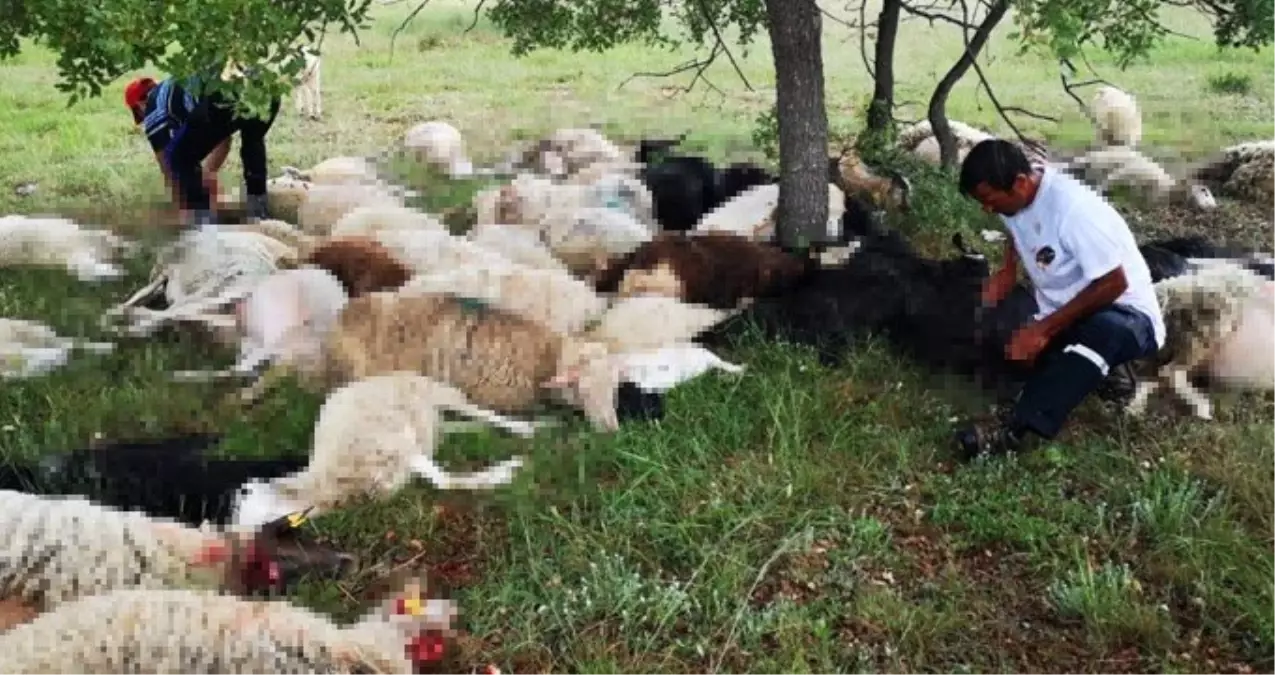 Eskişehir'de yıldırım düştü; 55 koyun telef oldu