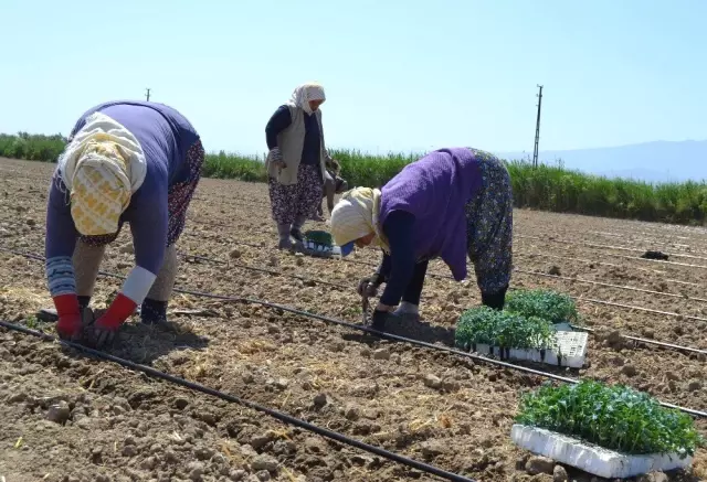 Salihli'de işçi ve biçerdöver fiyatları belirlendi