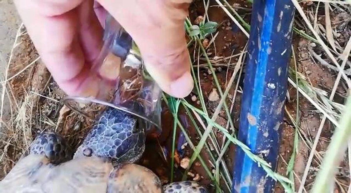 Diyarbakır'da bir kişi, sıcaktan bunalan kaplumbağaya bardaktan su içirdi