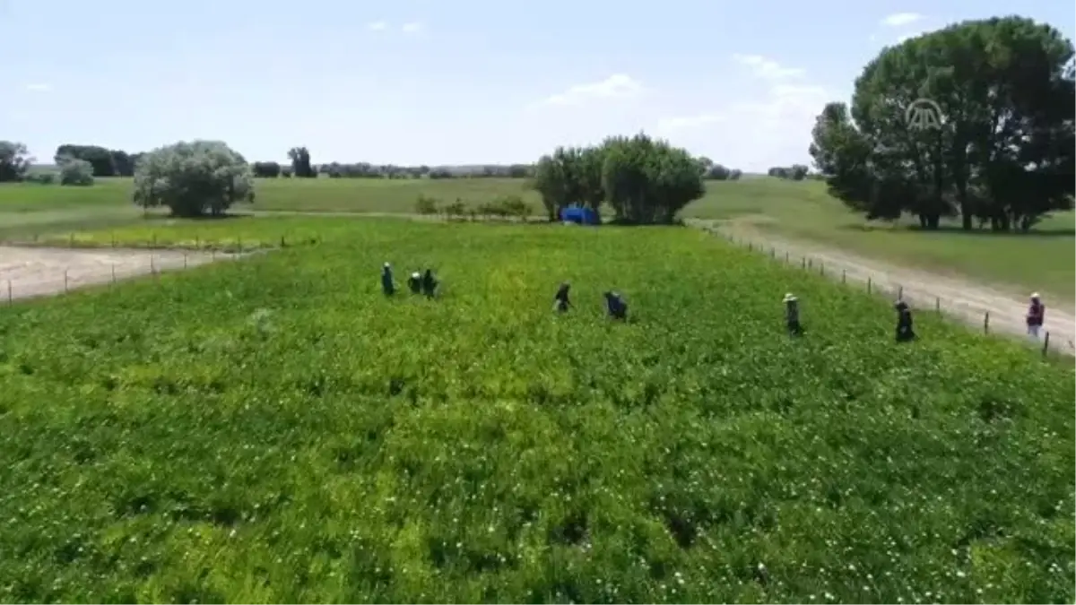 Bozkır topraklarını 'şakayık'la tanıştırdılar