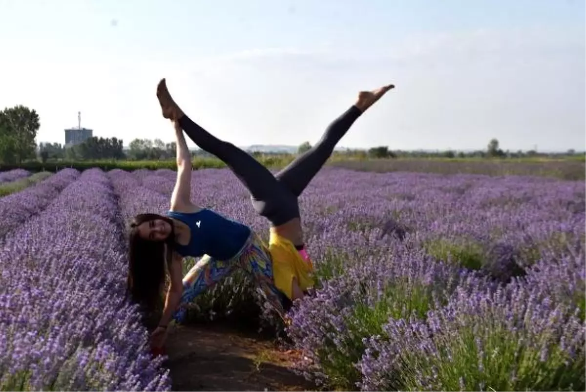 Edirne'de lavanta tarlasında yoga yaptılar