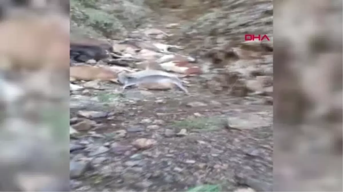 Erzurum 150 metrelik uçuruma düşen inek kurtarılmayı bekliyor