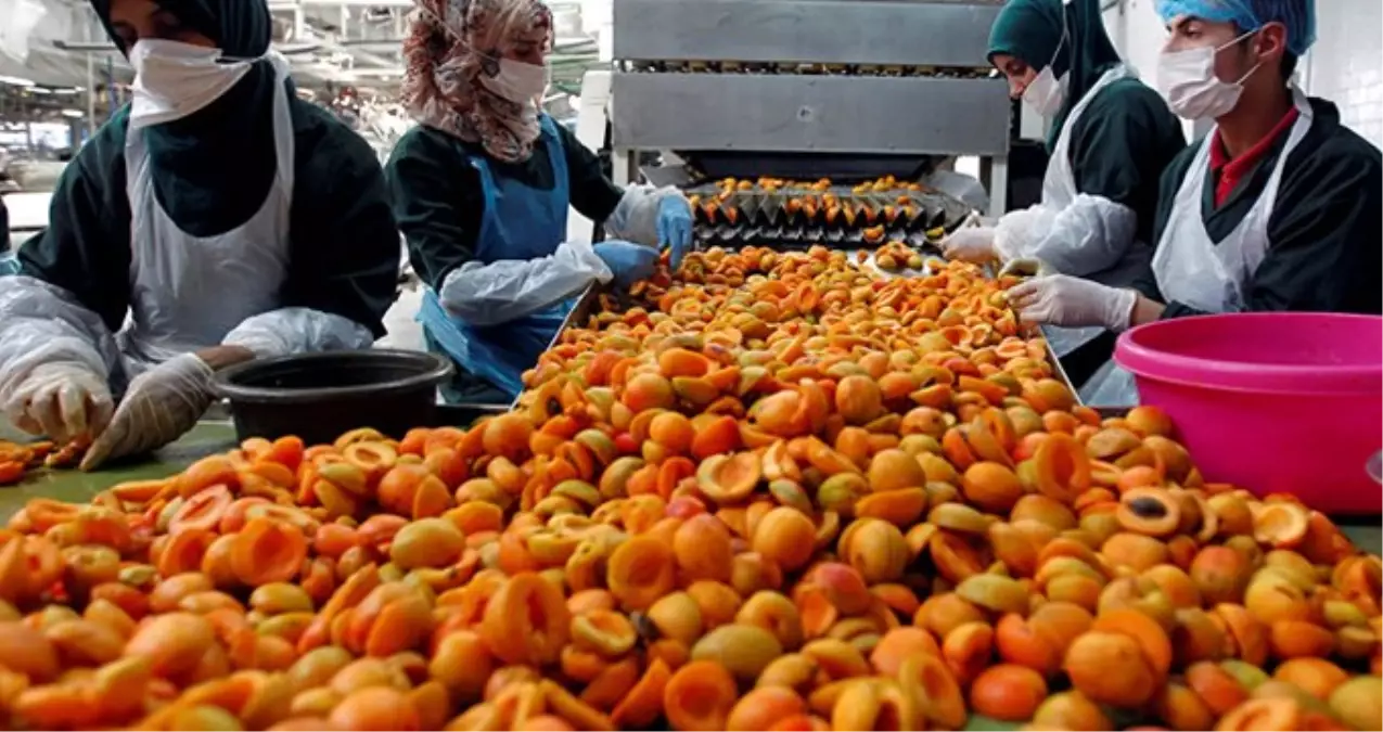 Rusya, Türkiye'den gönderilen 20 ton kayısıyı tezgahlara çıkarmayacak