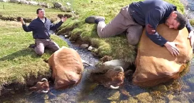 Çiftçi, ırmakta telef olan ineğine sarılıp gözyaşı döktü