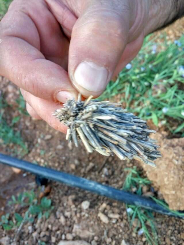 Çiftçilerin başı dertte! Bitki kökü sandılar 'mantolu böcek' çıktı