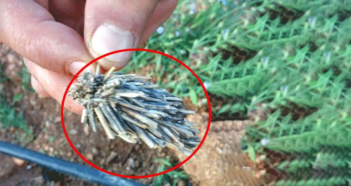 Çiftçilerin başı dertte! Bitki kökü sandılar gerçek bambaşka çıktı