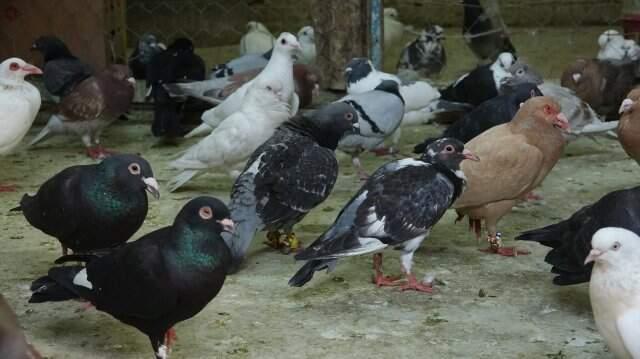 Güvercin almak ev almaktan bile daha zor! İşte duyanları şaşkına çeviren şartlar