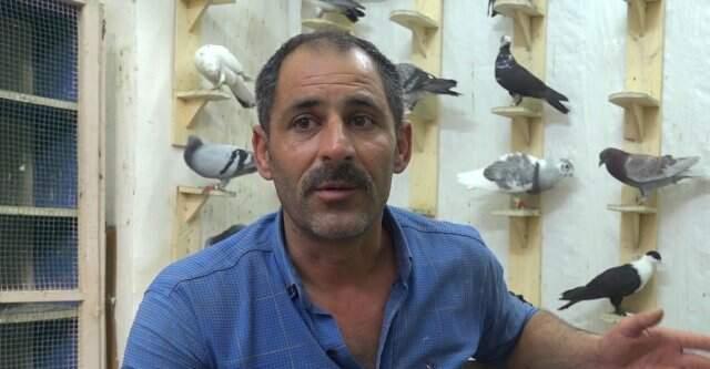 Güvercin almak ev almaktan bile daha zor! İşte duyanları şaşkına çeviren şartlar