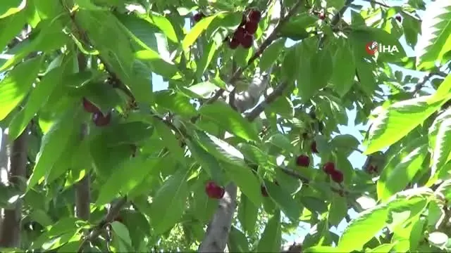 Iğdır'da kiraz hasadı başladı