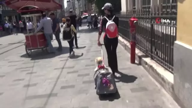 İstiklal Caddesi'nde bu köpeği görenler dönüp bir daha bakıyor İstiklal Caddesi'nde bu köpeği görenler dönüp bir daha bakıyor
