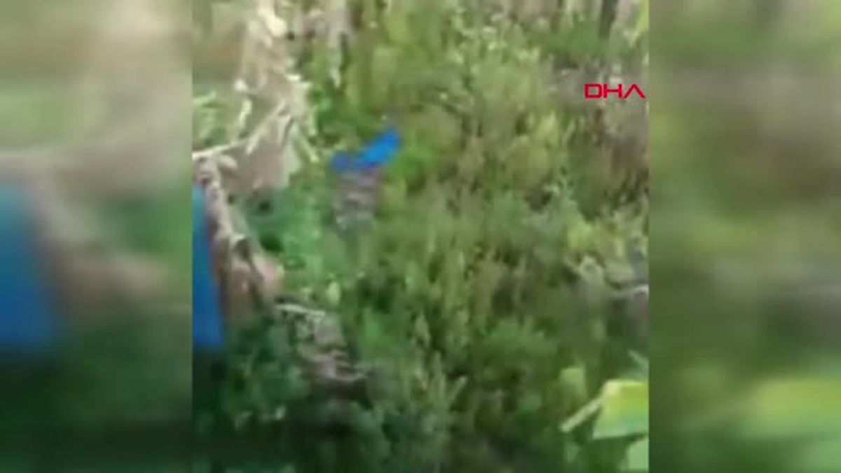 OSMANİYE Tuzaklı saka kuşu yakalama görüntüleri, tepkilere neden oldu