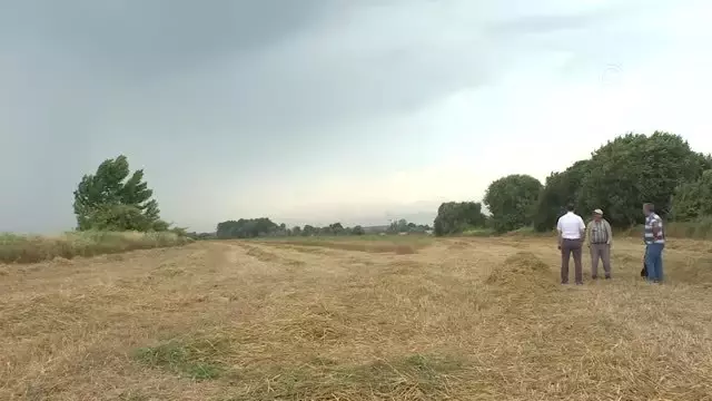 Akdeniz Üniversitesinde tarımsal ürün hasadına başlandı Akdeniz Üniversitesinde tarımsal ürün hasadına başlandı