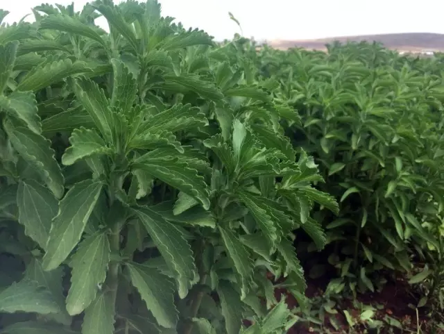 Asrın bitkisinde hasat başladı Asrın bitkisinde hasat başladı