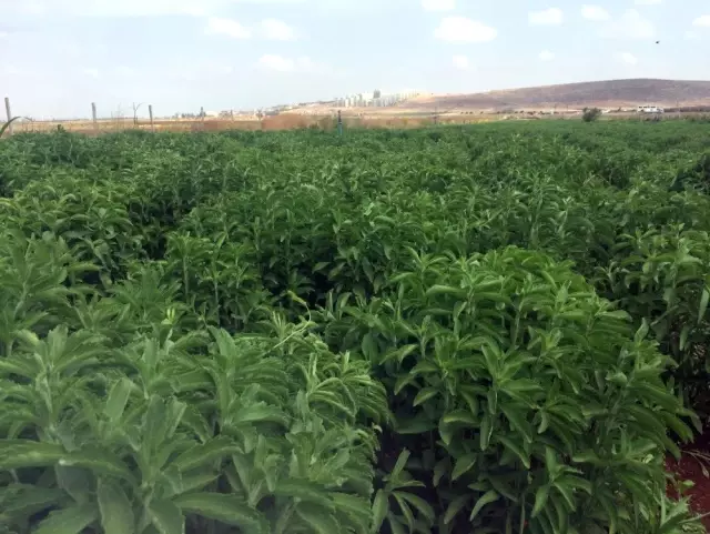 Asrın bitkisinde hasat başladı Asrın bitkisinde hasat başladı