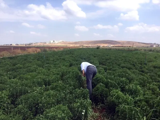 Asrın bitkisinde hasat başladı Asrın bitkisinde hasat başladı