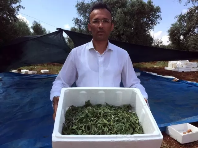 Asrın bitkisinde hasat başladı Asrın bitkisinde hasat başladı