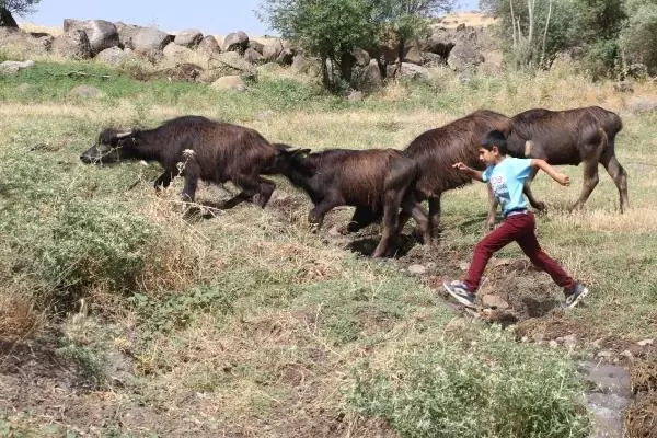 Çobanlık yapan iki kardeşe, merada karne sürprizi