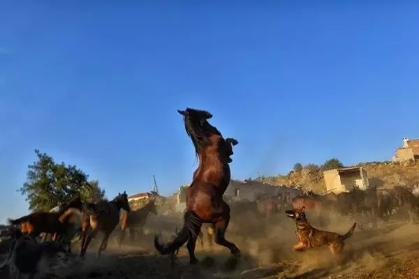 Hürmetçi Sazlığı, reklam mekanı oldu Hürmetçi Sazlığı, reklam mekanı oldu