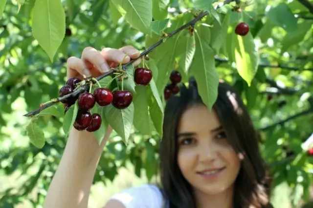 Kirazlar dalında kaldı